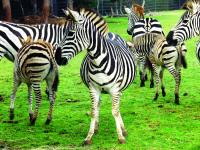 Brijuni zoo