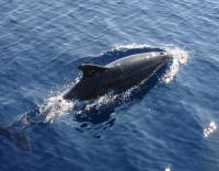 dolphin