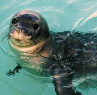 monk-seal
